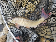 Moxostoma macrolepidotum