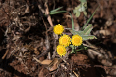 Helichrysum albilanatum image