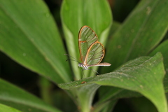 Pteronymia simplex