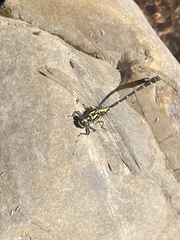 Hemigomphus
