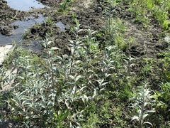 Persicaria lapathifolia lanata