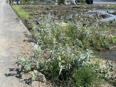 Persicaria lapathifolia lanata