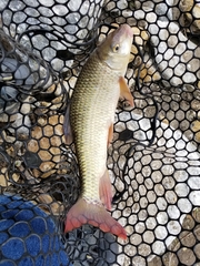 Moxostoma macrolepidotum