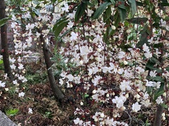 Clerodendrum schmidtii
