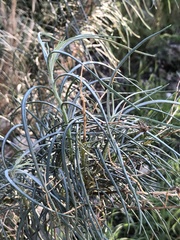 Senecio flaccidus