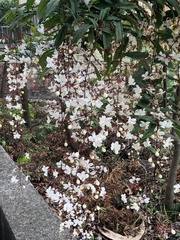 Clerodendrum schmidtii