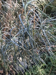 Senecio flaccidus