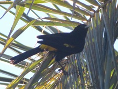 Cacicus chrysonotus