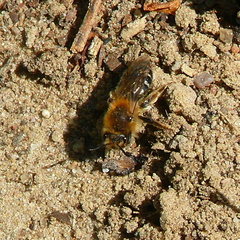Colletes cunicularius