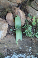 Haemanthus