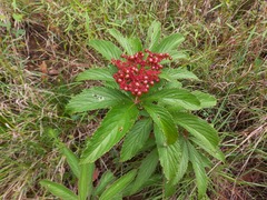 Cyphostemma princeae