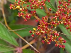 Cyphostemma princeae