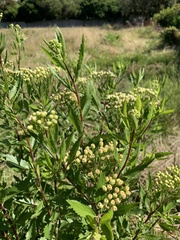 Nidorella ivifolia