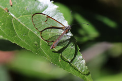 Pteronymia simplex