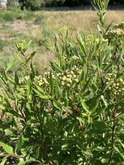 Nidorella ivifolia