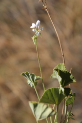 Pelargonium worcesterae