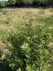 Nidorella ivifolia