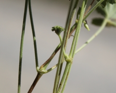 Pelargonium worcesterae