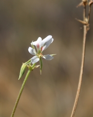 Pelargonium worcesterae