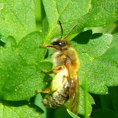 Colletes cunicularius