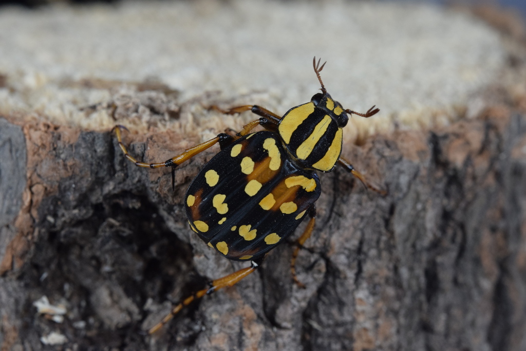 Gnorimotrichius
