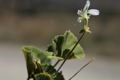 Pelargonium worcesterae
