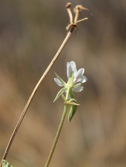 Pelargonium worcesterae
