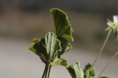 Pelargonium worcesterae
