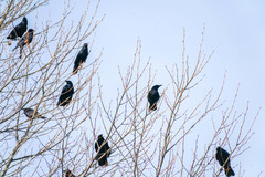 Corvus corone