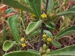 Fadogia