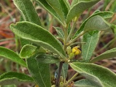 Fadogia