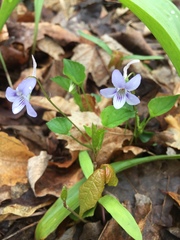 Viola rostrata
