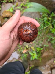 Juglans neotropica