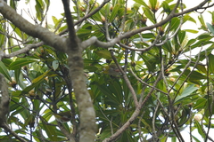 Zosterops erythropleurus