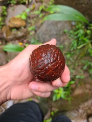 Juglans neotropica
