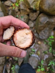 Juglans neotropica