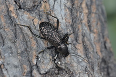 Morphostenophanes luoxiaoshanus