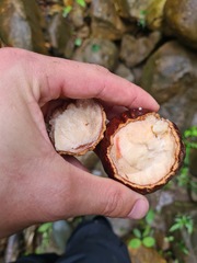 Juglans neotropica