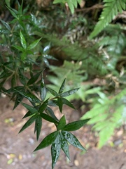 Alyxia ruscifolia