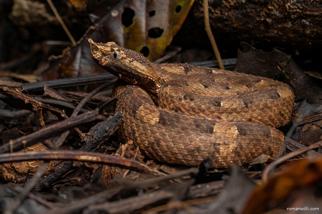 White-Tailed Hognose Pitviper