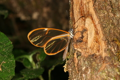 Pteronymia simplex