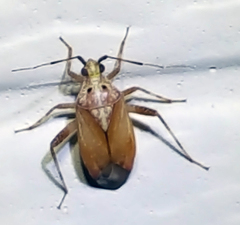 Taedia