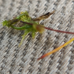 Aloina aloides