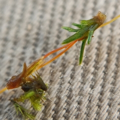 Aloina aloides