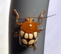 Cryptocephalus guttulatus