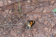 Acraea cabira