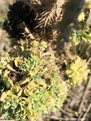 Argemone munita argentea