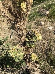 Argemone munita argentea