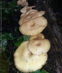 Lentinus flexipes