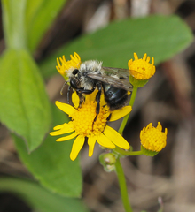 Osmia bucephala